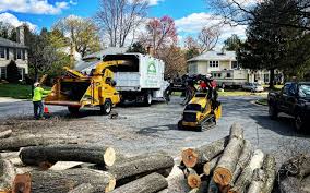 Trusted Monona, WI Tree Services Experts