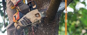 How Our Tree Care Process Works  in  Monona, WI